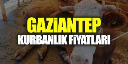 Gaziantep’te Kurbanlık Fiyatları Belli Oldu!