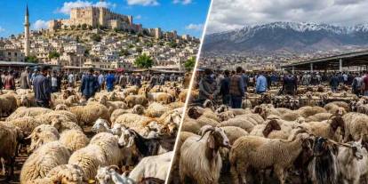 Gaziantep'te kurbanlık fiyatları depremi: Komşudan çok daha ucuz!