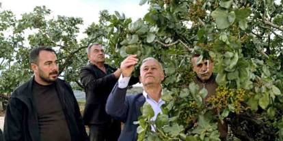 Gaziantep'te, dolu yağışlarının ardından fıstık bahçelerinde zarar tespit ediliyor