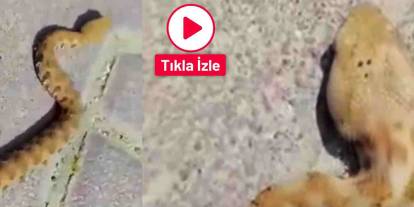 Gaziantep'te Sitede Yılan Paniği! Dev Yılanı Görenler Şok Yaşadı