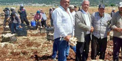 AB tescilli Araban sarımsağının hasadı başladı
