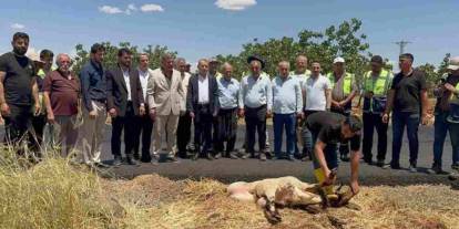 Gaziantep'te tahrip olan yollar asfaltlandı, vatandaşlar adak kurbanı kesti