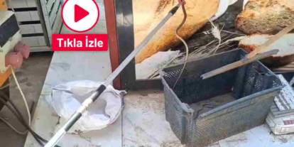 Gaziantep’te yılan paniği