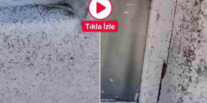 Gaziantep’in Oğuzeli ilçesinde sinek istilası