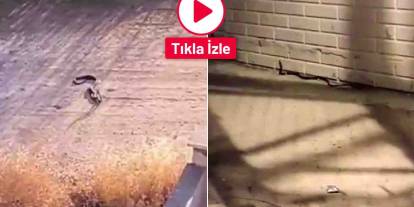 Gaziantep’te Dev Yılanlar Mahallelere İndi! İşte O Anlar