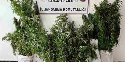 Gaziantep’te 215 kök kenevir ele geçirildi: 1 gözaltı