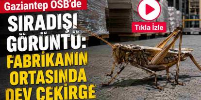 Gaziantep OSB’de Sıradışı Görüntü: Fabrikanın Ortasında Dev Çekirge