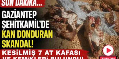 Gaziantep Şehitkamil’de Kan Donduran Skandal: Kesilmiş 7 At ve Kemikleri Bulundu!