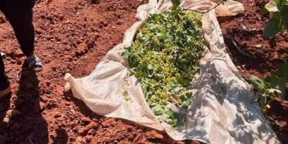 Gaziantep'te Hırsızlar Fıstık Çalarken Yakayı Ele Verdiler