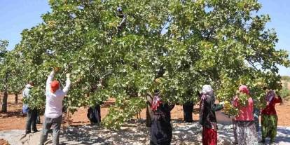 Gaziantep'te Fıstık İşçilerinin Günlük Ücreti Belli Oldu