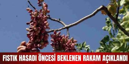 Gaziantep’te Fıstık İşçilerinin 2026 Yevmiyesi Belli Oldu!