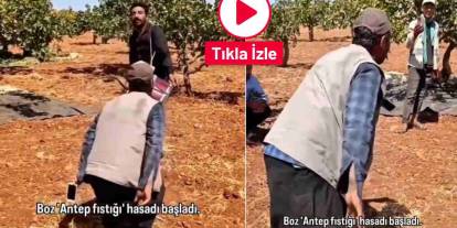 Gaziantep’te Dev Hasat Davul Zurnayla Başladı