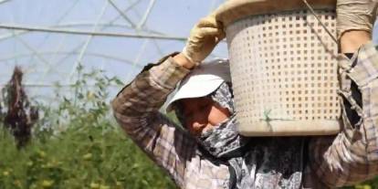 Baba-kızın 2 bin 500 fideden 20 ton hedefi