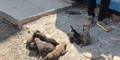 Gaziantep’te Minik Yavrular İçin Seferberlik! Anne Köpek Böyle Kurtarıldı