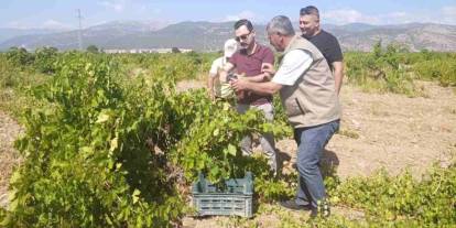 Gaziantep’te hasat zamanı: Çiftçinin gözü bu sezonda