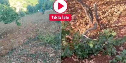 Gaziantep Domuzlar Fıstık Bahçelerine Dadandı! Üretici Çaresiz