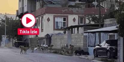 Gaziantep’te O İlçeyi Köpekler Bastı! Halk Korkuyor...