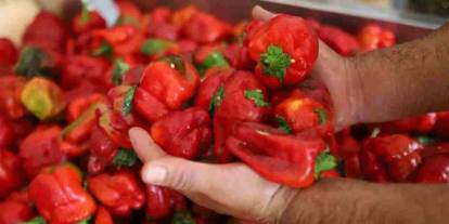 Gaziantep’te Antep Salçası Telaşı Başladı! Kilosu 400 TL