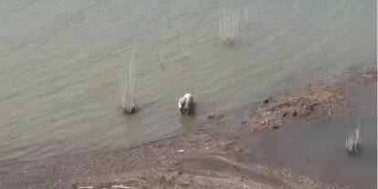 Gaziantep'te köpeklerin baraj keyfi