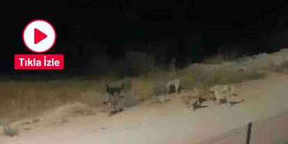 Gaziantep'te vatandaşları tedirgin eden köpek sürüsü