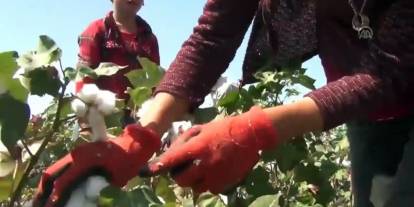 Gaziantep'te Beyaz Altın'ın Hasadı Başladı