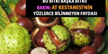 Bu Bitki Her Derde Deva: Binyıllık Şifa Deposu At Kestanesi!