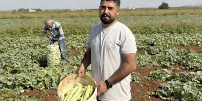 Gaziantep’te turşuluk acur hasadı başladı