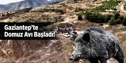 Gaziantep'te Domuz Avı Başladı!