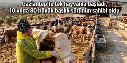 Gaziantep'te tek hayvanla başladı, 10 yılda 80 başlık sürünün sahibi oldu