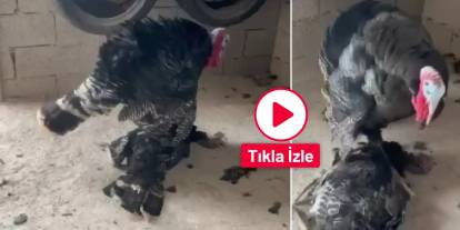 Erkek hindi, vefat eden dişi hindinin başından ayrılmadı