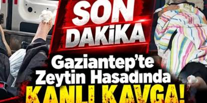 Gaziantep'te zeytinlikte kan donduran kavga: Bilgisayar mühendisini amcası vurdu