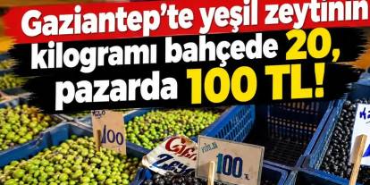 Gaziantep'te 'YEŞİL ZEYTİN' oyunu! Tarlada 20 TL...