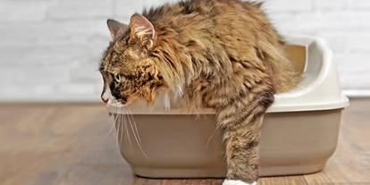 Kedi kumu fabrikası 50 milyon dolar döviz kazandırıyor