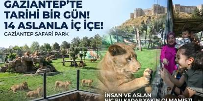14 Aslan ve Gaziantep! İnsan ve Aslan Hiç Bu Kadar Yakın Olmamıştı...