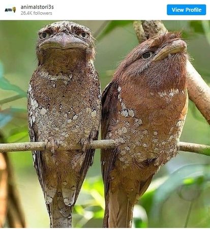 Sosyal medyanın güzellik algısını tersine çevirdi… İşte en ‘Instagram'lanabilir’ kuş frogmouth!