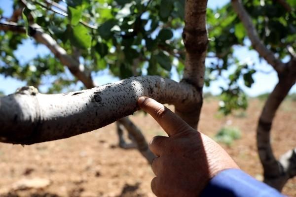 Antep fıstığı'nda kuraklık endişesi: Ağaçlar kuruyor