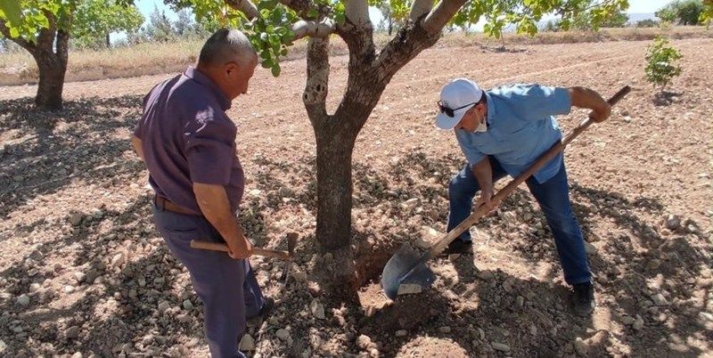 Antep fıstığı'nda kuraklık endişesi: Ağaçlar kuruyor