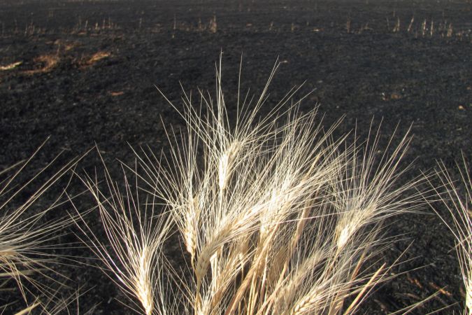 Gaziantep'te buğday ekili tarlada yangın çıktı
