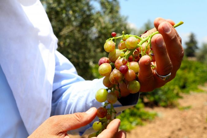 Gaziantepli çiftçiler üzüm hasadı için gün sayıyor