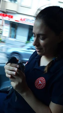 Video Haber...Bakan Koca’nın paylaştığı güvercini tedavi eden 112 sağlık ekibi konuştu