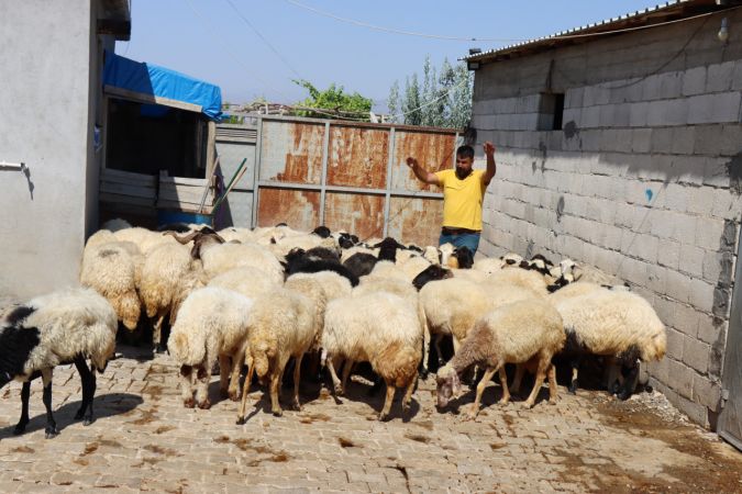 Kilis'te 30 koyun çaldığı iddia edilen şüpheli gözaltına alındı