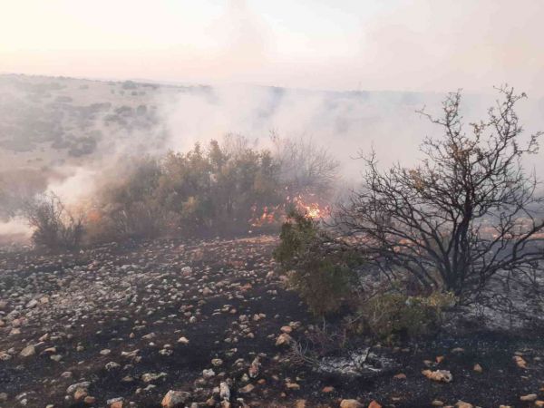 Video Haber: Gaziantep'te korkutan orman yangını 5 saatte kontrol altına alındı