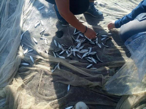 Tahtaköprü Barajı'ndaki balık türleri tespit ediliyor