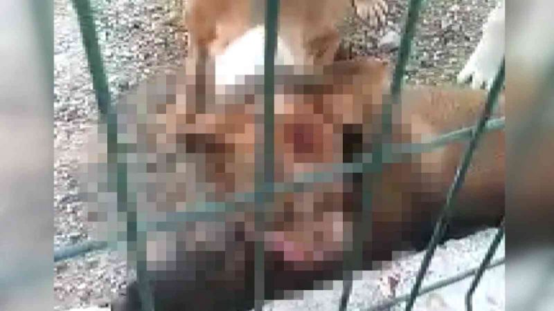 Son Dakika: Video Haber... Gaziantep'te Yaşanan Pittbull Dehşetinden Sonra...Kafesi parçalayan pitbull başka bir köpeği boğarak öldürdü! O Anlar Kamerada