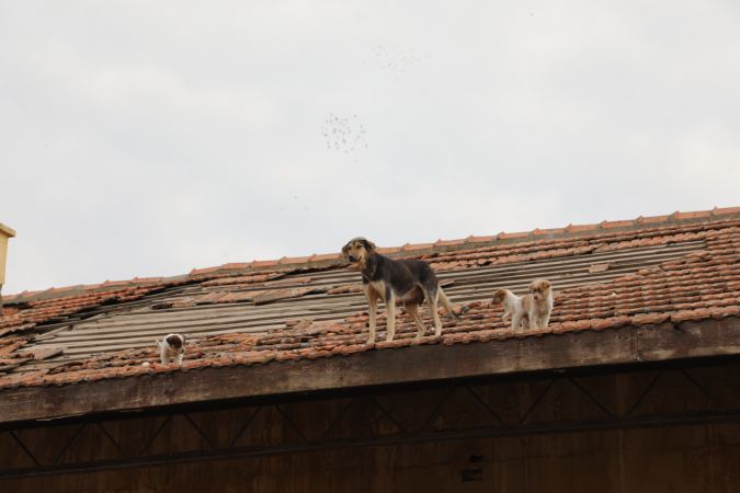 Gaziantep'te çatıda mahsur kalan köpek ve 12 yavrusu kurtarıldı