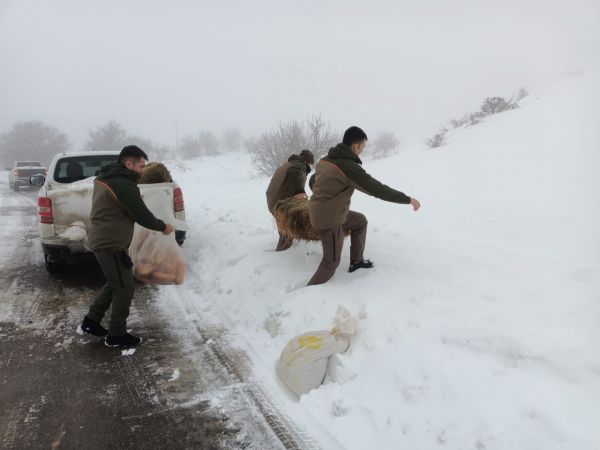 Video Haber: Gaziantep'te yaban hayvanları için doğaya 1,5 ton yem bırakıldı