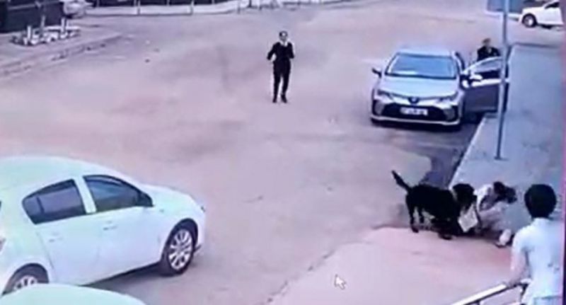 Son Dakika: Gaziantep’te pitbull’dan sonra rottweiler dehşeti...Minik Asiye'den Sonra Gaziantep'te Bir Köpek Dehşeti Daha!