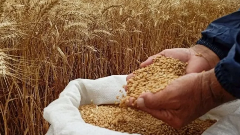 Gaziantep'te Ekmek zammı konuşuluyor...Buğdaya büyük ZAM... TMO'dan buğdaya yüzde 22 zam! Ramazan ayı önecesi Gaziantep'te ekmeğe zam olacak mı;,,*