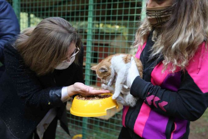 Gaziantep’te 4 ayda 150 sokak hayvanına yeni yuva bulundu