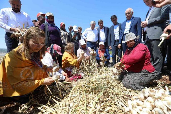 Gaziantep’in Araban ilçesinde  Araban Firik ve Sarımsak Festivali başladı